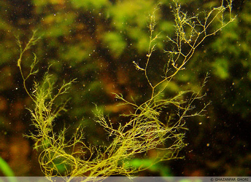 Staghorn Algae