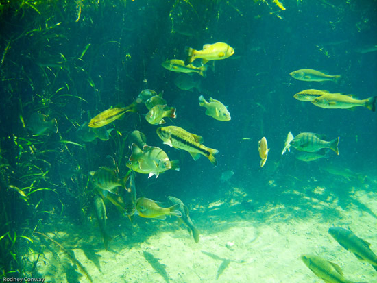 Loads of fish at Ichetucknee Springs