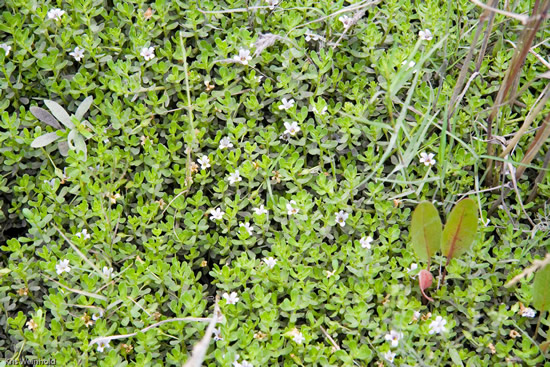 Bacopa monnieri flowering