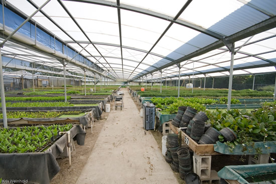 One greenhouse at Flordia Aquatic Nurseries