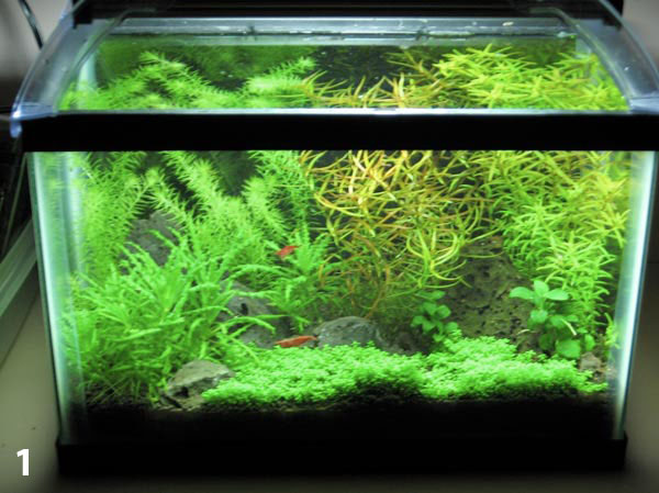 aquascaping for beginners  28 images  aquascaping for beginners 28 images guide to 