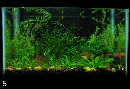 aquascaping for beginners  28 images  aquascaping for beginners 28 images 