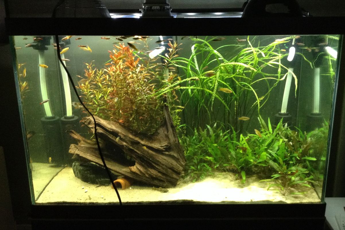 65 gallon high 8 11 14.JPG