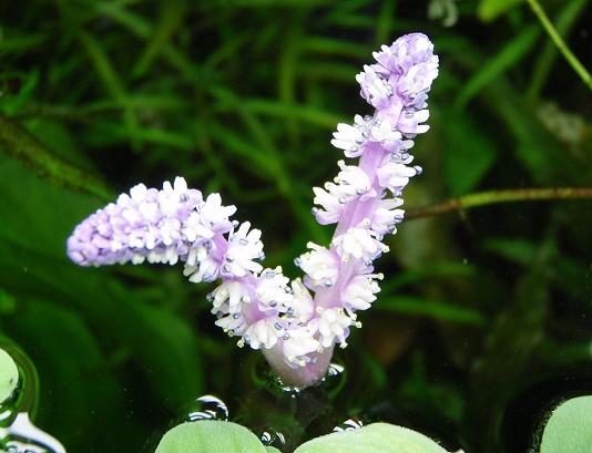 my Madagascar lace plant flower, finally