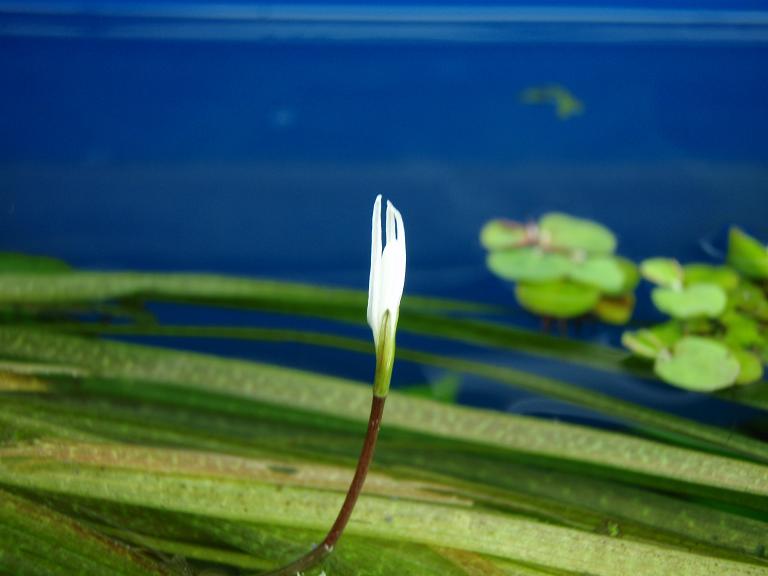 the partially frozen Blixa Aubertii