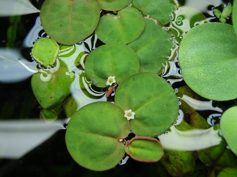 Red Root's cute little Flower