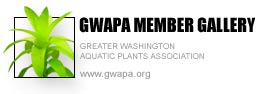 GWAPA Gallery