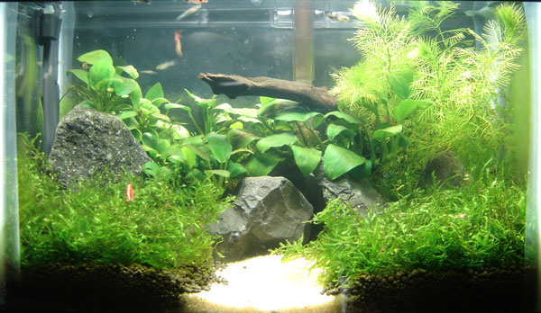 aquascaping for beginners  28 images  guide to making aquascape for beginners 