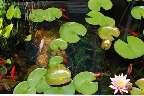 June 2009: Lily Pads