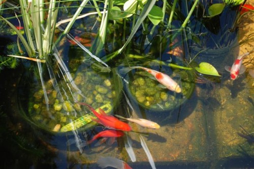 June 2009: Goldfish in Pond