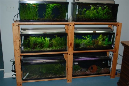 June 2009: Sherry's Aquariums