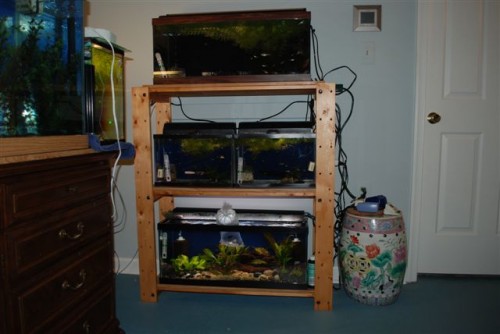 June 2009: Sherry's Aquariums
