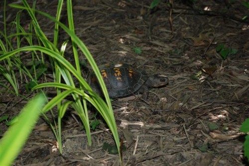 June 2009: Box Turtle in Sherry's Garden