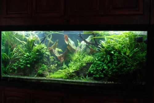 Ghazanfar 210G Aquarium