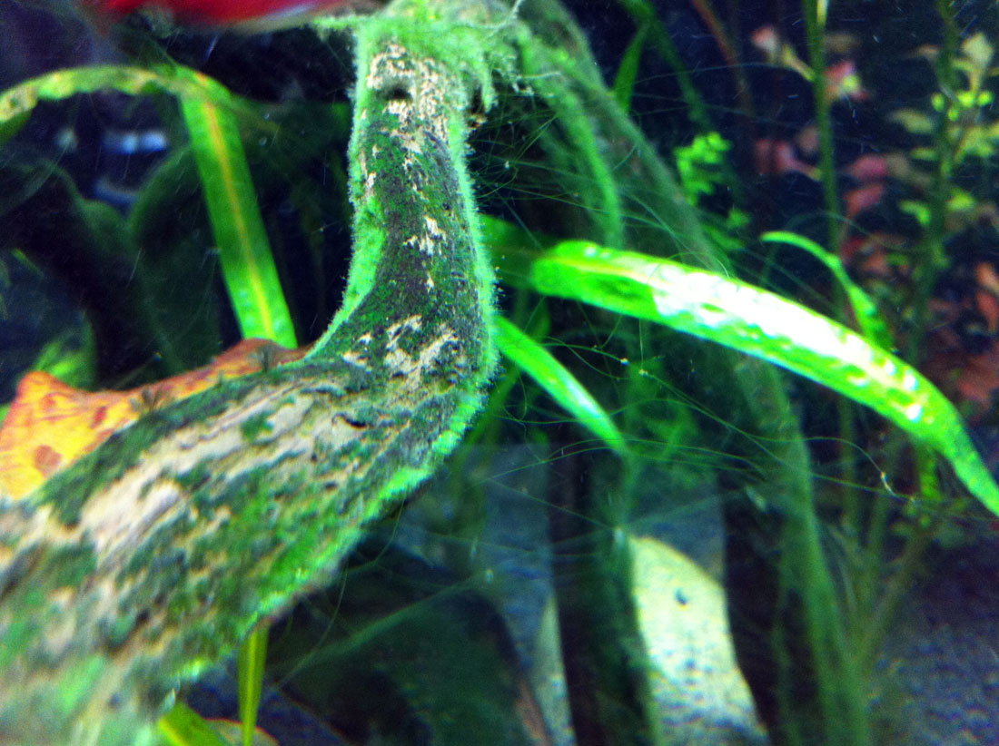 string algae