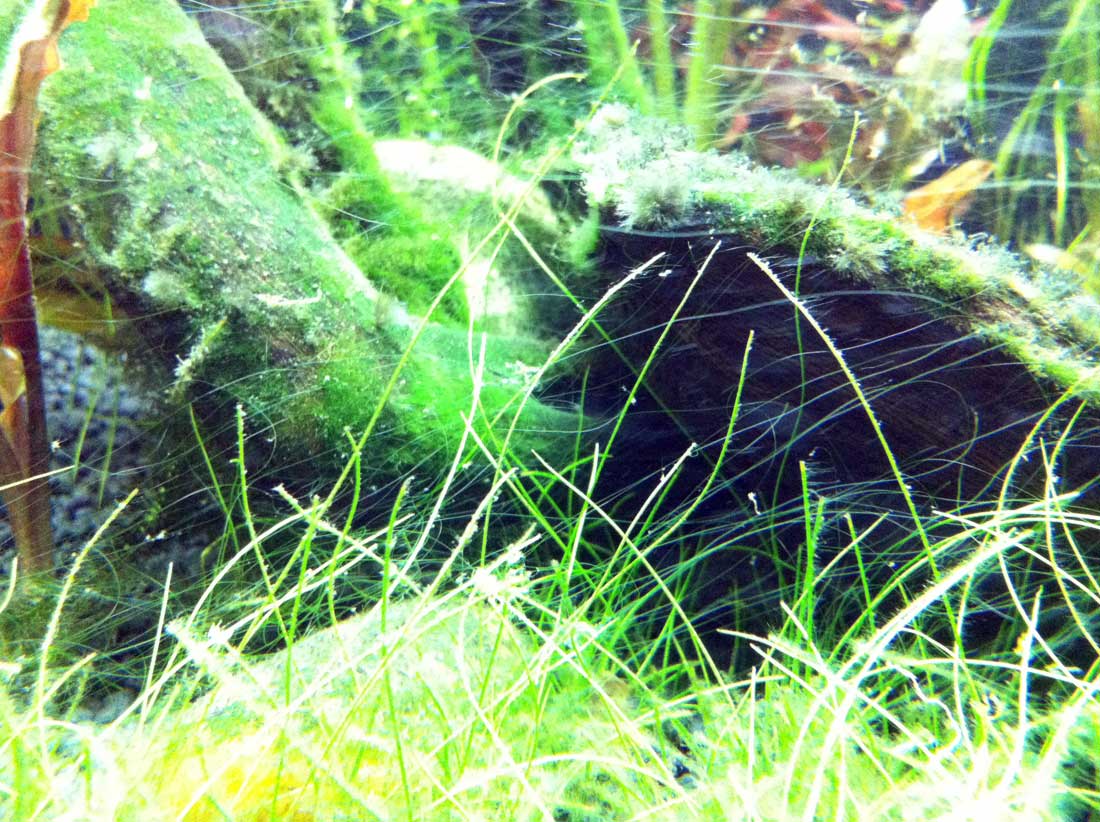 more string algae