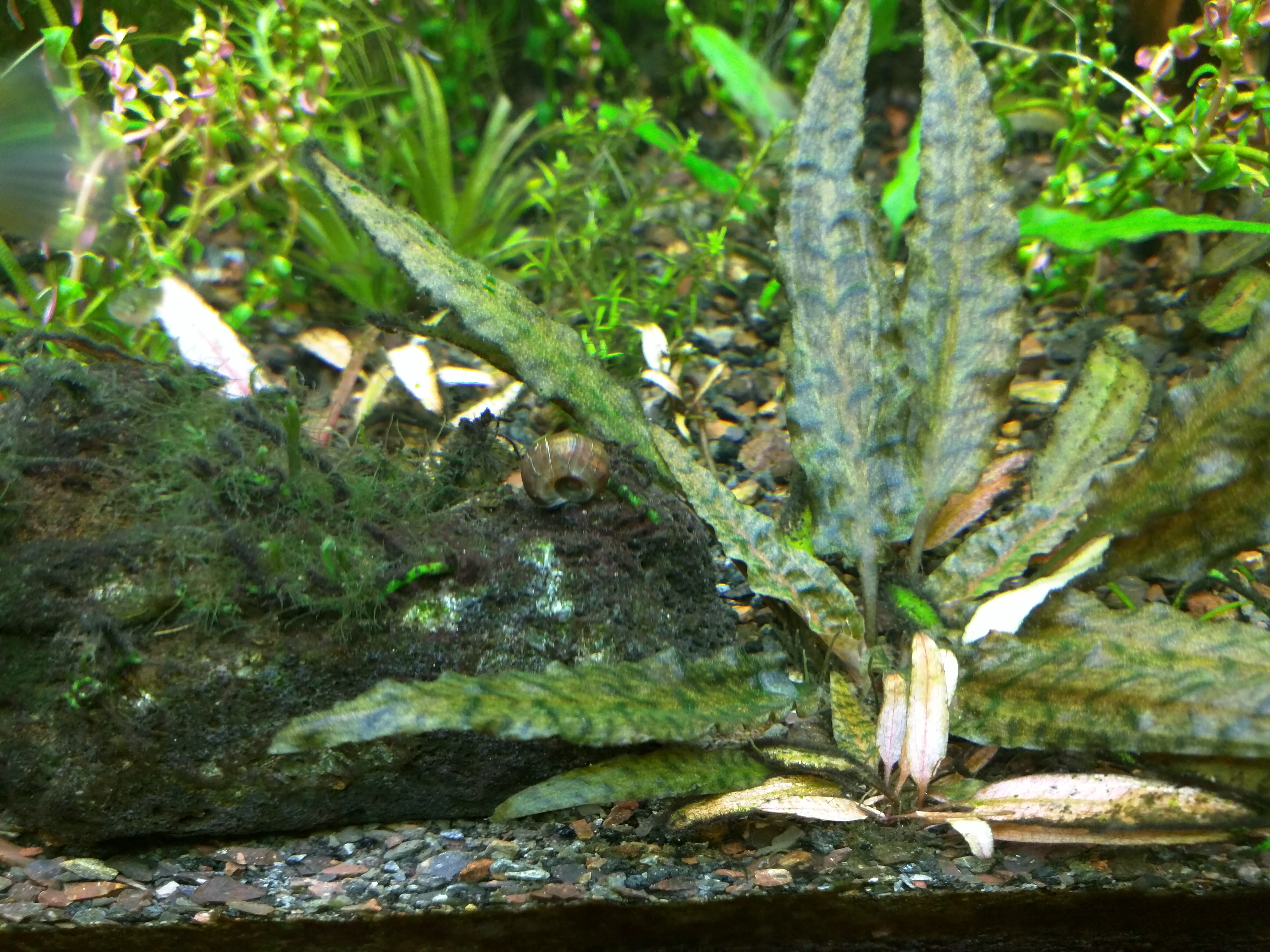 Two plants from same cup