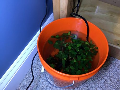 Bucket of Anubias Petite