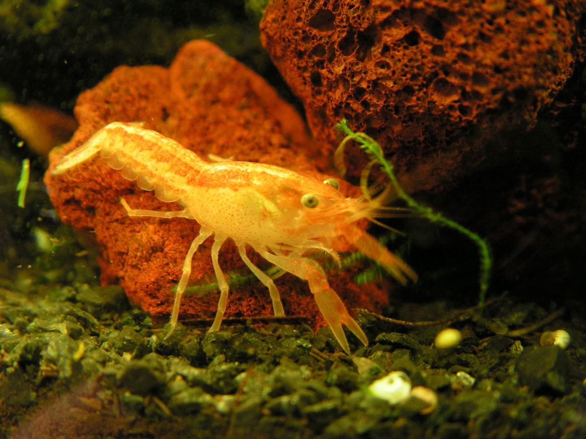Mexican dwarf orange crayfish.  Full size as adults: ~ 1.25".