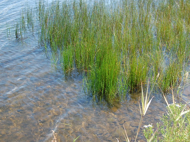 sort of like emersed grasses in a lake