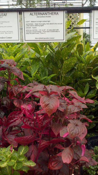 Alternanthera foicoidea