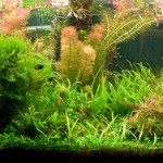 March 2009: Dave’s 75G
