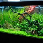 March 2009: Dave’s 50G