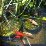 June 2009: Goldfish in Pond
