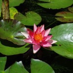 June 2009: Lily