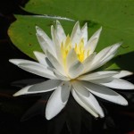 June 2009: Lily
