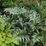 June 2009: Sherry’s Garden