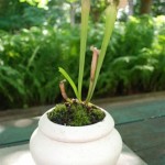 June 2009: Pitcher Plant