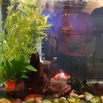 June 2009: Sherry’s Aquarium