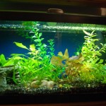 June 2009: Sherry’s Aquarium