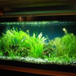June 2009: Sherry’s Aquarium