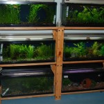 June 2009: Sherry’s Aquariums