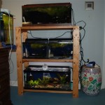 June 2009: Sherry’s Aquariums
