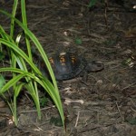 June 2009: Box Turtle in Sherry’s Garden