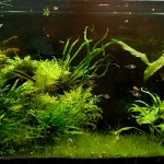 July 2009: Chris & Amy’s 75G