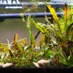 July 2009: Chris & Amy’s 30G