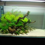 January 2010: Ghazanfar’s 90P Aquarium