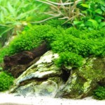 January 2010: Fissidens on Rocks