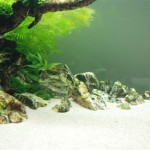 January 2010: Ghazanfar’s 90P Aquarium