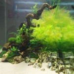 January 2010: Ghazanfar’s 90P Aquarium
