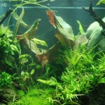January 2010: Ghazanfar’s 210G Aquarium