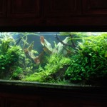 January 2010: Ghazanfar’s 210G Aquarium