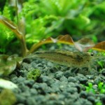 January 2010: Amano Shrimp
