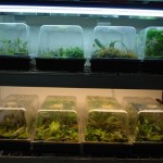 January 2010: Ghazanfar’s Emersed Setups
