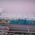 January 2010: Plants in Tissue Culture