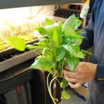 January 2010: Cryptocoryne